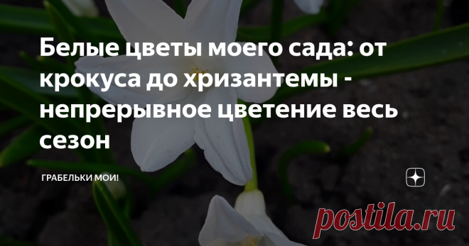 Белые цветы моего сада: от крокуса до хризантемы - непрерывное цветение весь сезон В ожидании весны раскладываю пасьянс из прошлогодних фотографий моих цветов. Снимки сделаны в моем саду, и я еще прошлым летом планировала чем займусь долгими зимними вечерами - распределю все свои богатства по цветам. Задумано - делается.
Раскладываю свои растения по сортам в зависимости от цвета цветка и по срокам цветения. И становится понятно - кого с кем можно объединить и что срочно нужно