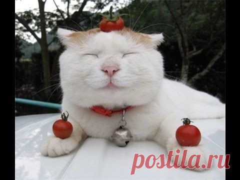 Кот, познавший дзен и бесстрашная улитка. ЭТо надо видеть!