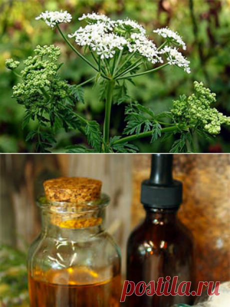 Лечение рака болиголовом по методу Тищенко