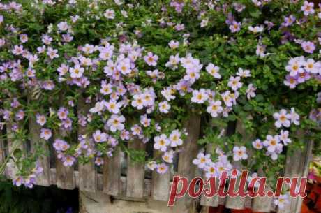 Бакопа (Bacopa)