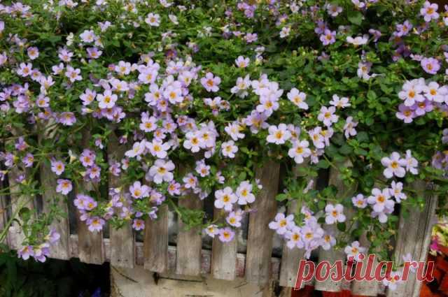 Бакопа (Bacopa)