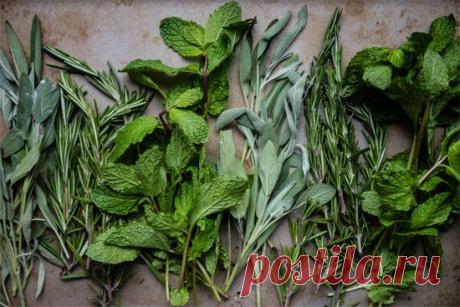 Как использовать остатки свежей зелени