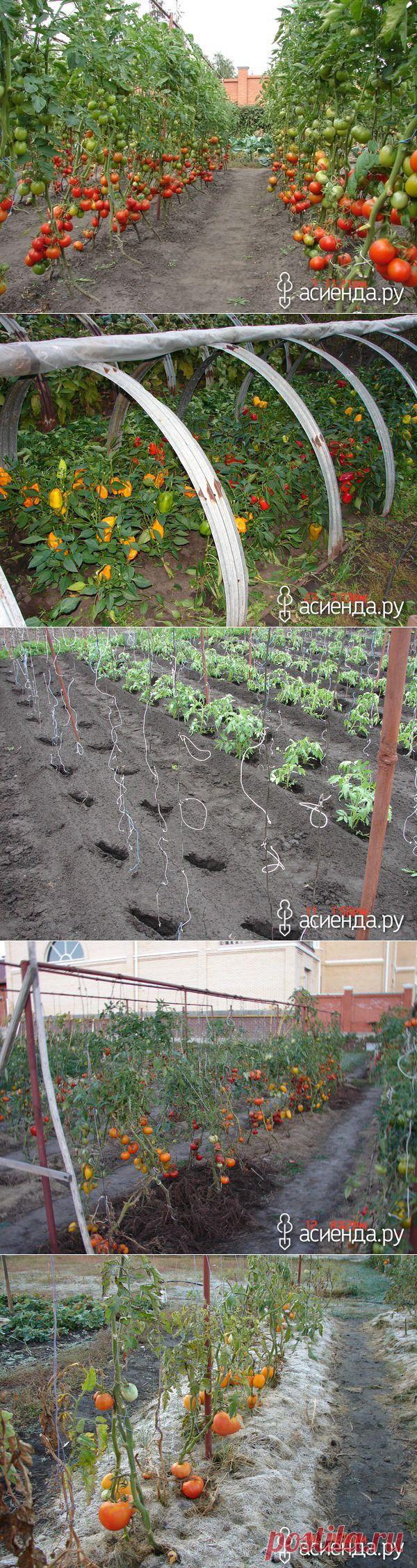 ВЫРАЩИВАНИЕ ТОМАТОВ В ОТКРЫТОМ ГРУНТЕ. от Владимира Anderson.: Группа Наши грядки