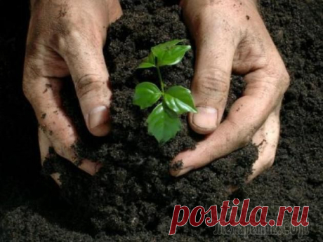 Гербициды от сорняков: особенности использования