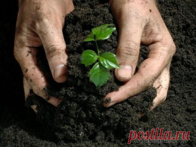 Гербициды от сорняков: особенности использования