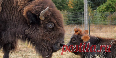Cette bisonne aveugle était seule dans une ferme jusqu'à ce qu'il rencontre le veau Oliver