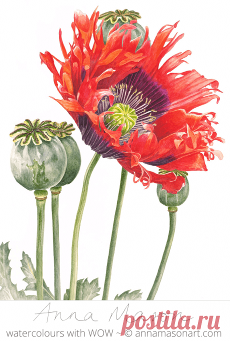 Portfolio - Anna Mason Art