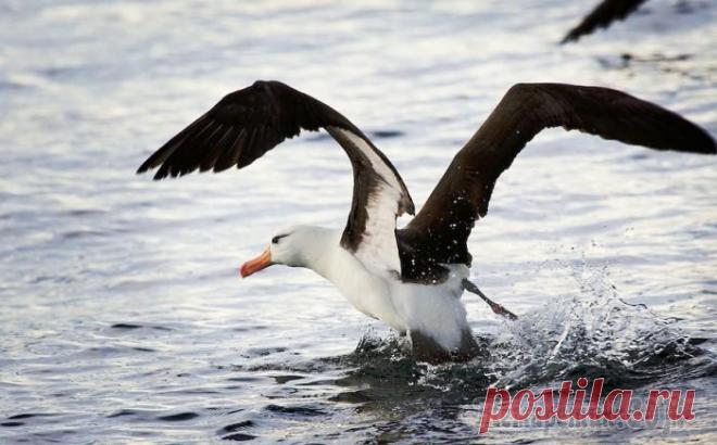 Животные, чья сексуальная жизнь покажется человеку знакомой