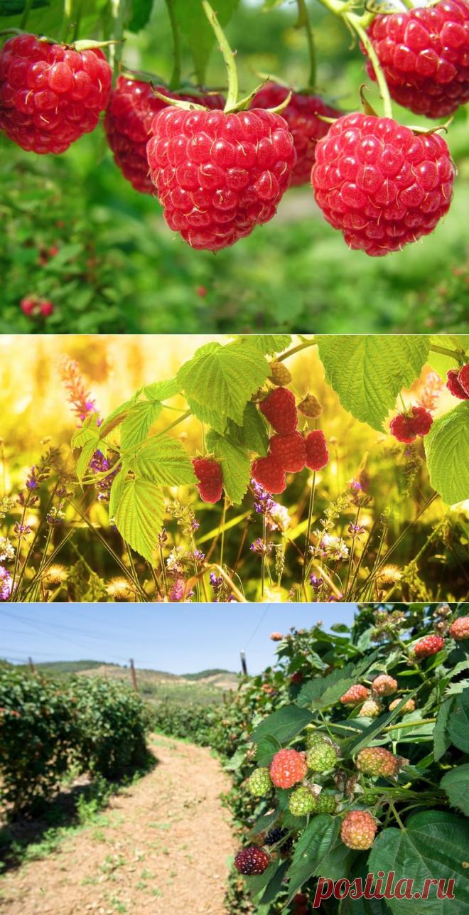 Секреты хорошего урожая малины / Кустарники / 7dach.ru