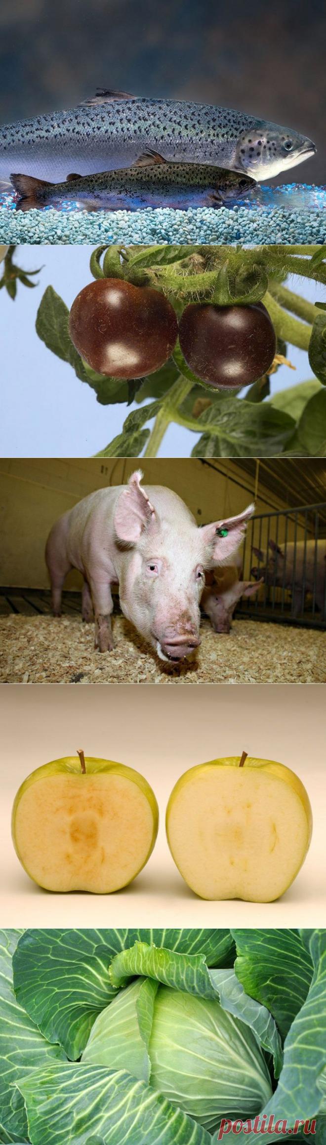 ГМО-продукты, которые вынесут вам мозг