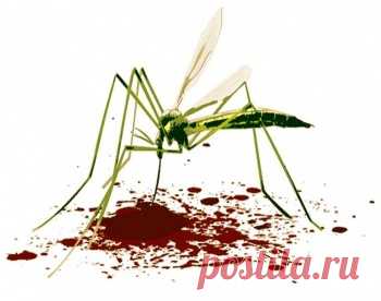 Как лечить укусы комаров: эффективные и простые средства