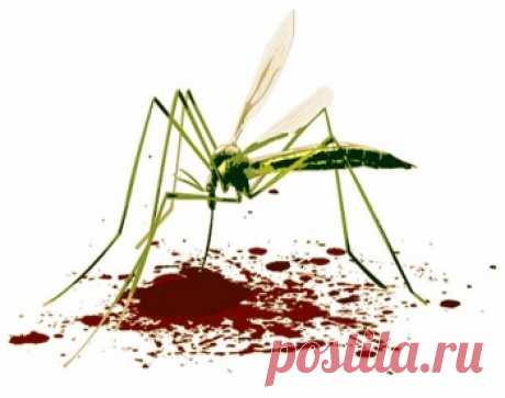 Как лечить укусы комаров: эффективные и простые средства