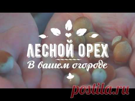 ЛЕСНОЙ ОРЕХ РАСТЁТ В ОГОРОДЕ! Красная лещина! Посадка, выращивание, уход, польза