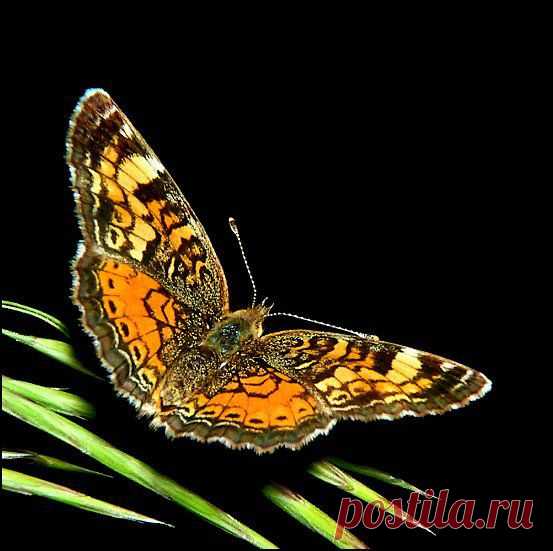 MAKRO FOTO