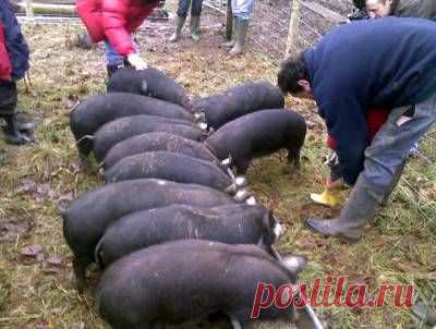 КФХ по-английски! Pig Club Blog - блог клуба свиноводов - 16 Сентября 2015 - Russia-Asia-Siberia