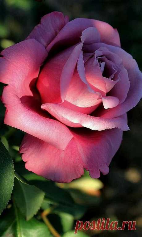 Flowers – Google+
