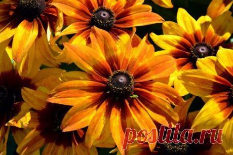 Одноклассники