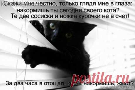 Когда накормишь,жмот?