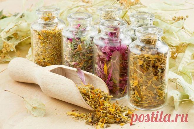 Противовоспалительные растительные средства