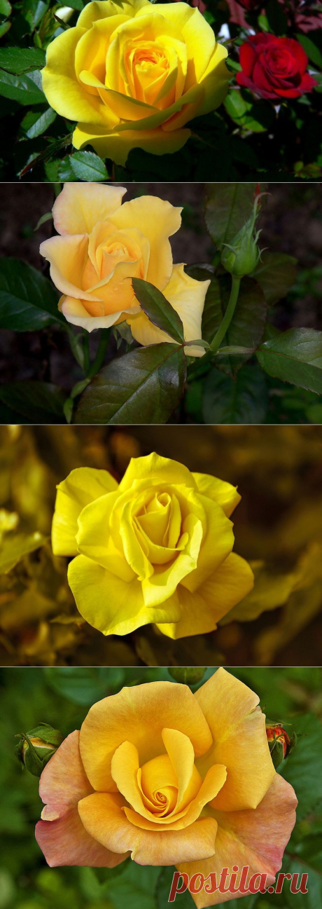 Роза желтая, как ты красива...