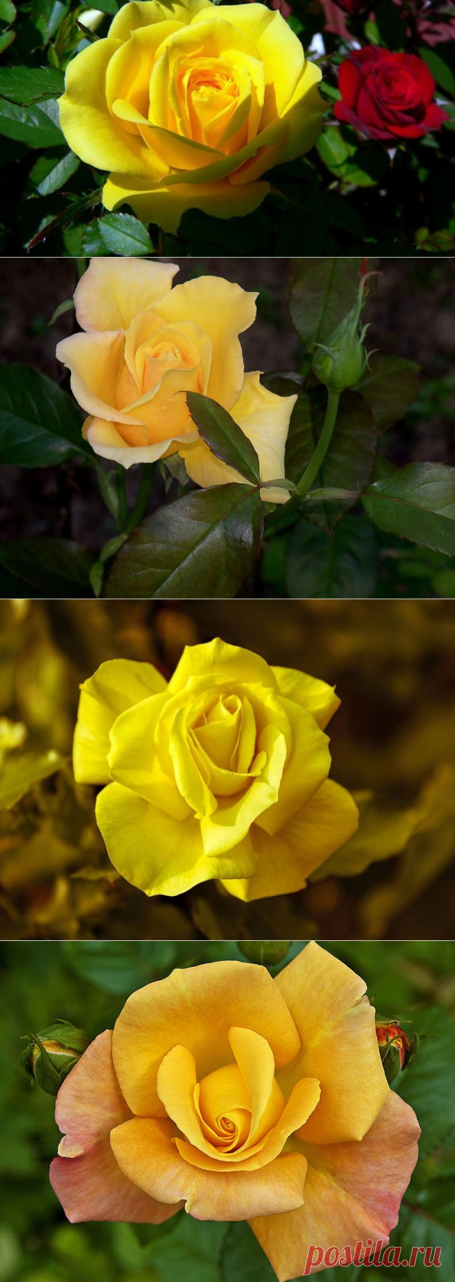 Роза желтая, как ты красива...