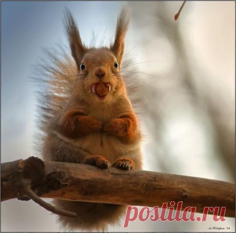 Alexander Potapov :: Уж свезло, так свезло... :: Животные :: Галерея :: Клуб Foto.ru