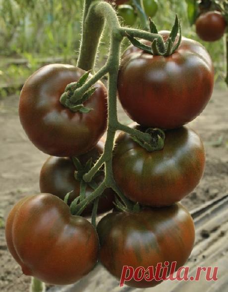 Томат африканец характеристика и описание Огород без хлопот - информационный сайт для дачников, садоводов и огородников.