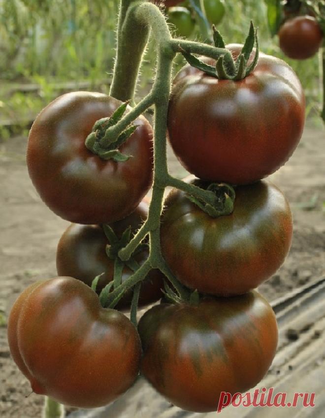 Томат африканец характеристика и описание Огород без хлопот - информационный сайт для дачников, садоводов и огородников.