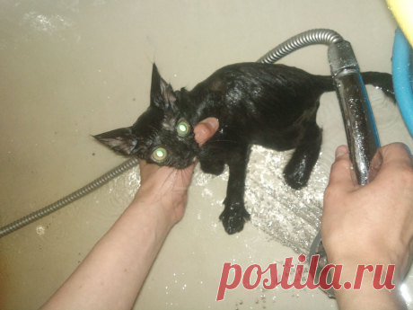 Как из кота или кошки сделать гремлина:
1.взять кота или кошку
2.посадить в ванну
3.намочить
