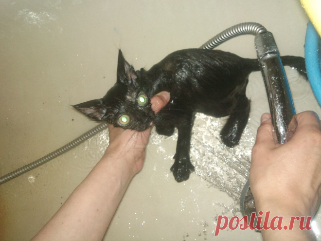 Как из кота или кошки сделать гремлина:
1.взять кота или кошку
2.посадить в ванну
3.намочить