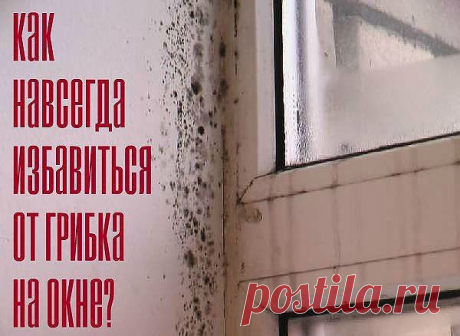 КАК НАВСЕГДА ИЗБАВИТЬСЯ ОТ ГРИБКА НА ОКНЕ