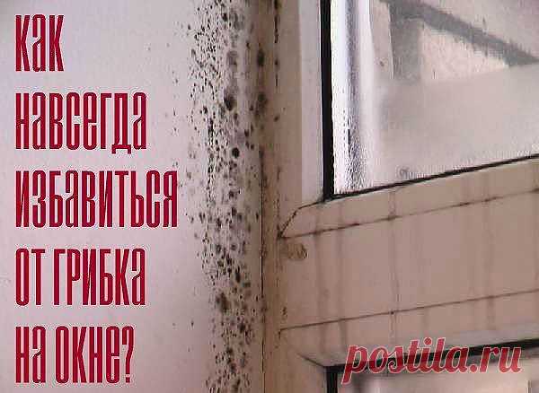 КАК НАВСЕГДА ИЗБАВИТЬСЯ ОТ ГРИБКА НА ОКНЕ