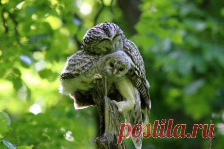 Длиннохвостая неясыть укрывшая своего птенца крылом – словно в попытке защитить его от невзгод мира. Снимал Владимир Шебаршенко: nat-geo.ru/community/user/213869