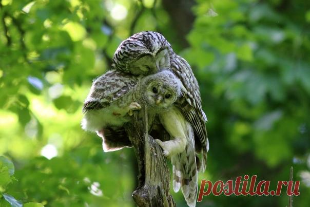 Длиннохвостая неясыть укрывшая своего птенца крылом – словно в попытке защитить его от невзгод мира. Снимал Владимир Шебаршенко: nat-geo.ru/community/user/213869