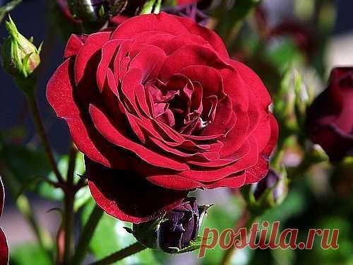 Красная роза.