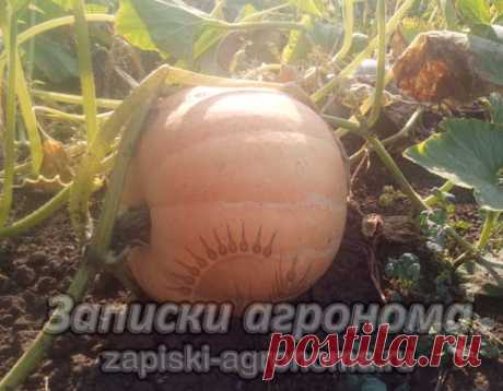 Как сажать тыкву в открытый грунт семенами &amp;bull; zapiski-agronoma.ru