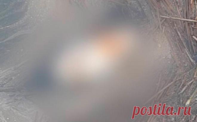 В Москве-реке нашли пакет с частью тела женщины. В Москве-реке обнаружили пакет с «фрагментом бедра человека, предположительно, женщины», сообщает столичное управление Следственного комитета.