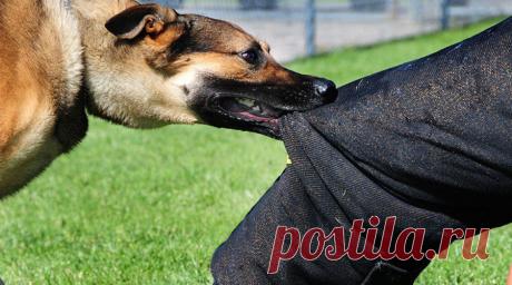 Что делать, если напала собака | Чёрт побери Бродячие собаки давно превратились в настоящий бич окраин и дачных поселков. Особенно неприятна встреча с агрессивным животным для велосипедистов: тут и упасть можно, и сорок уколов в живот потом получить. Злой пес не посмотрит на свой выдуманный статус «друга человека», а будет стараться отгрызть вам самые ценные выступающие части. Тут главное не растеряться и преподать нахалу урок, чтоб в следующий раз было неповадно скалить з...