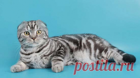 Породы кошек с фотографиями и названиями. Топ 58 пород котов