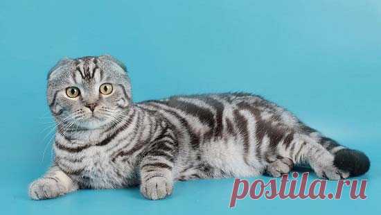 Породы кошек с фотографиями и названиями. Топ 58 пород котов