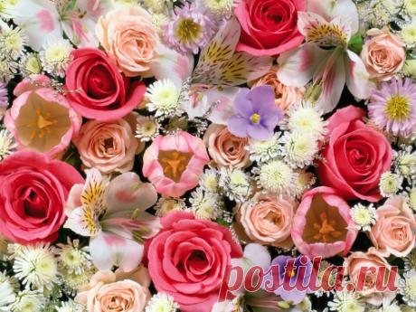 Цветы по Знаку Зодиака