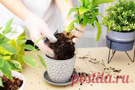 Пересадка комнатных растений