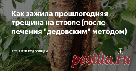 Как зажила прошлогодняя трещина на стволе (после лечения "дедовским" методом) В июле прошлого года трещина на стволе выглядела ужасно
Мои постоянные читатели  должно быть помнят эту черешню. У нее в прошлом году очень серьезно лопнул ствол.
Еще весной я ее пробовала спасти при помощи садового вара, но потом обнаружила, что стало только хуже.
И осенью я использовала глиняную болтушку. То есть самый старый (даже можно так сказать ... дремучий) способ лечения ран у плодовых и