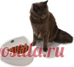 Самодельный сухой корм для кошек