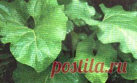 Применение лопуха | Блог Людмилы Морошкиной...