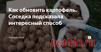 Как обновить картофель. Соседка подсказала интересный способ Картофель - это основная культура на нашем огороде. Раньше было много любимых сортов, но с каждым годом картошка мельчала, болела, какие-то сорта исчезали и вырождались. Остро встала проблема оздоровления картофельных посадок. Прикупила немного нового сорта, хочу добавить еще, но это дорогое оказывается удовольствие.
Как же из одной картофелины получить несколько растений?
Мне как и многим, наверн