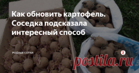 Как обновить картофель. Соседка подсказала интересный способ Картофель - это основная культура на нашем огороде. Раньше было много любимых сортов, но с каждым годом картошка мельчала, болела, какие-то сорта исчезали и вырождались. Остро встала проблема оздоровления картофельных посадок. Прикупила немного нового сорта, хочу добавить еще, но это дорогое оказывается удовольствие.
Как же из одной картофелины получить несколько растений?
Мне как и многим, наверн