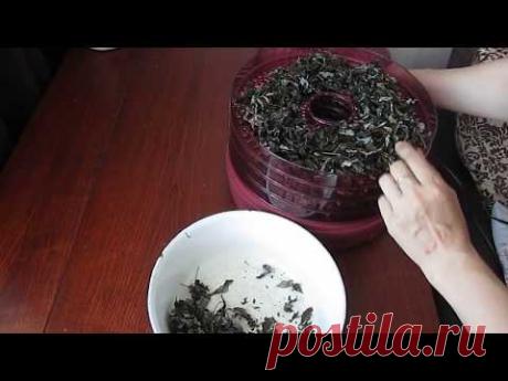 Как заготовить чай из листьев малины. Ферментация.