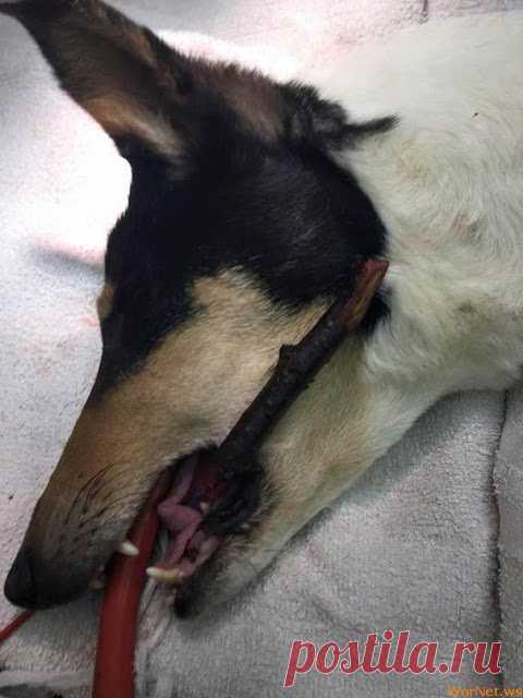 Безобидная забава с бросанием палки может закончиться для собаки плачевно