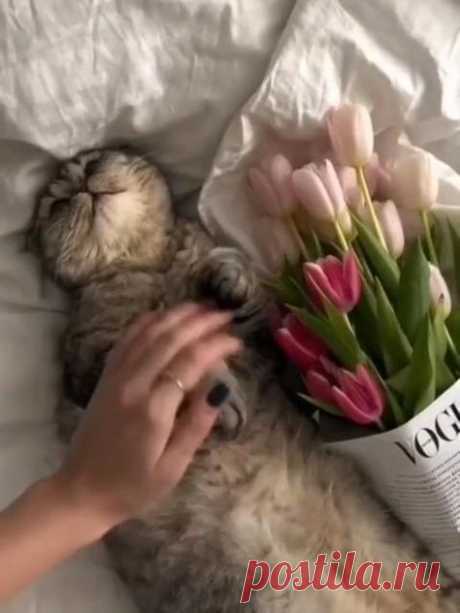 🥰 Кошка никогда не подружится с тем, кто не способен полюбить ее. Кошки никогда не ошибаются в людях.